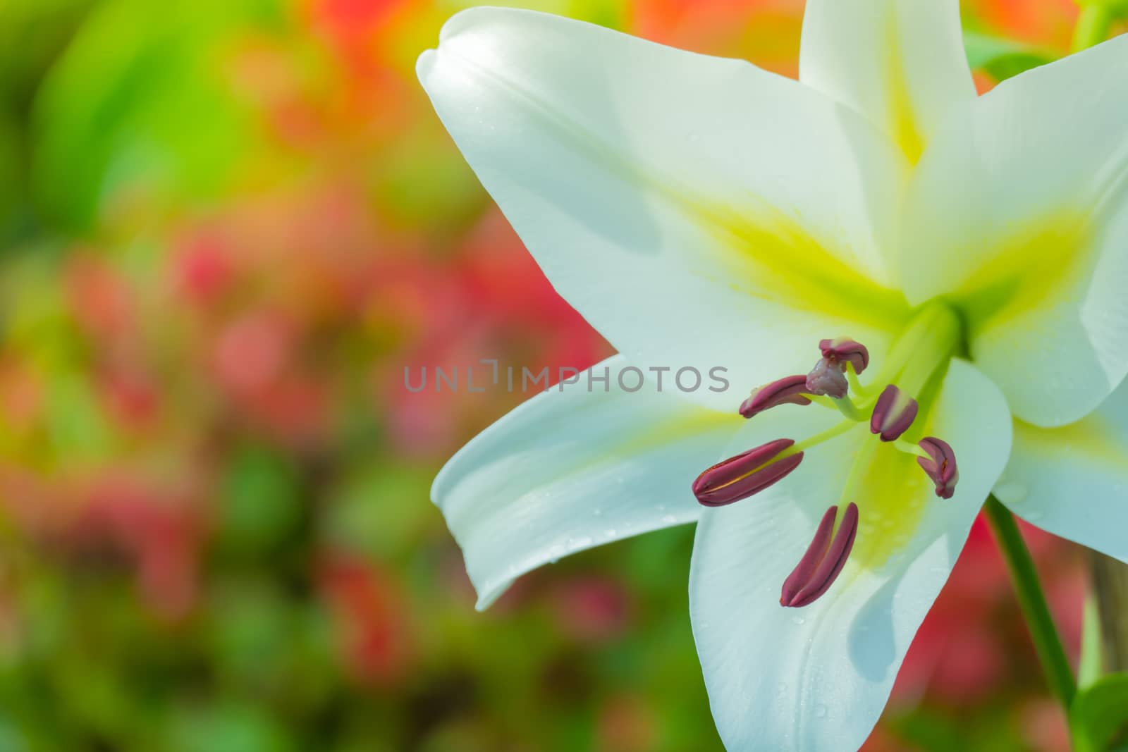 The background image of the colorful flowers by teerawit