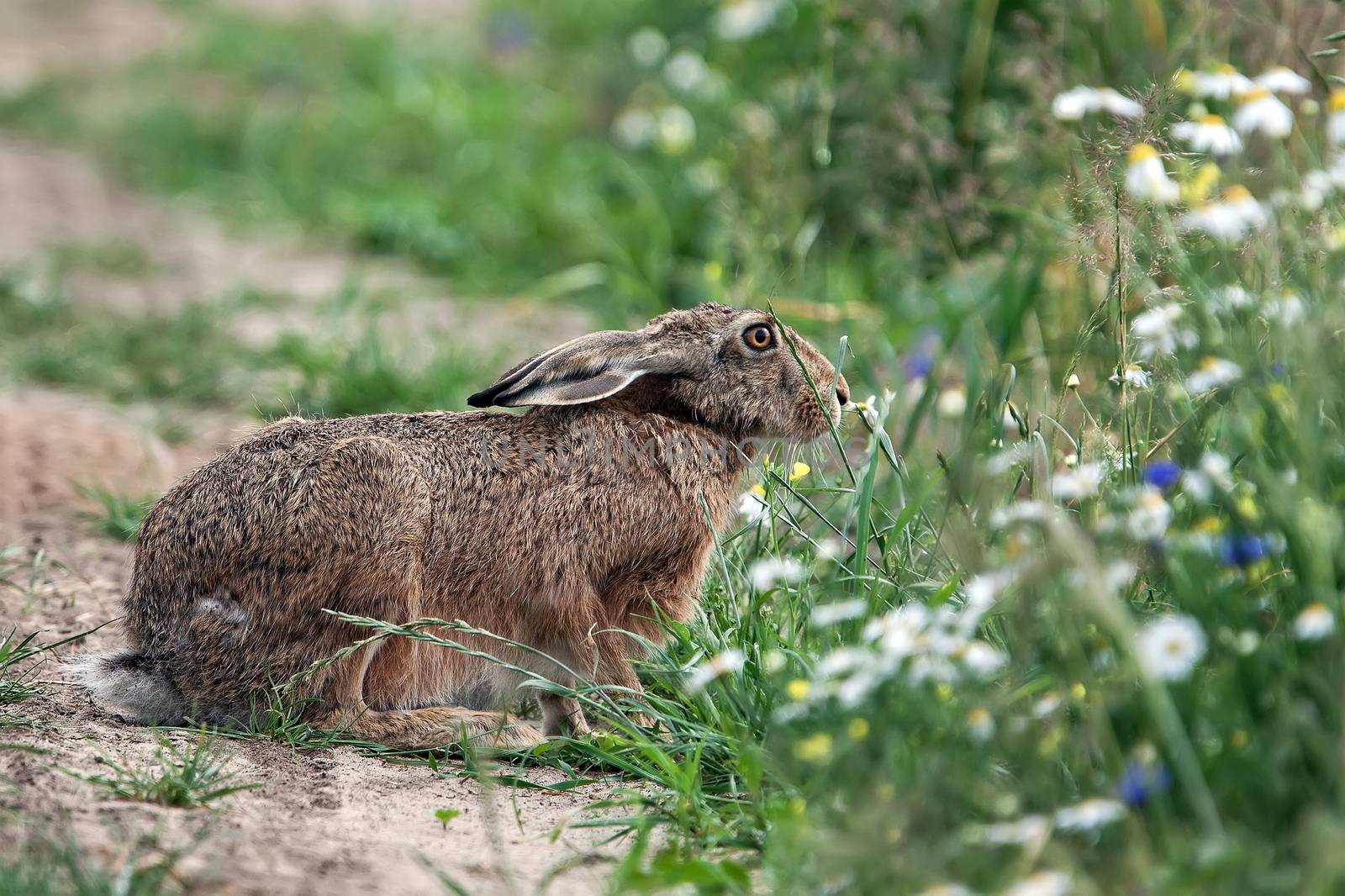 Hare in the wild, in the grass