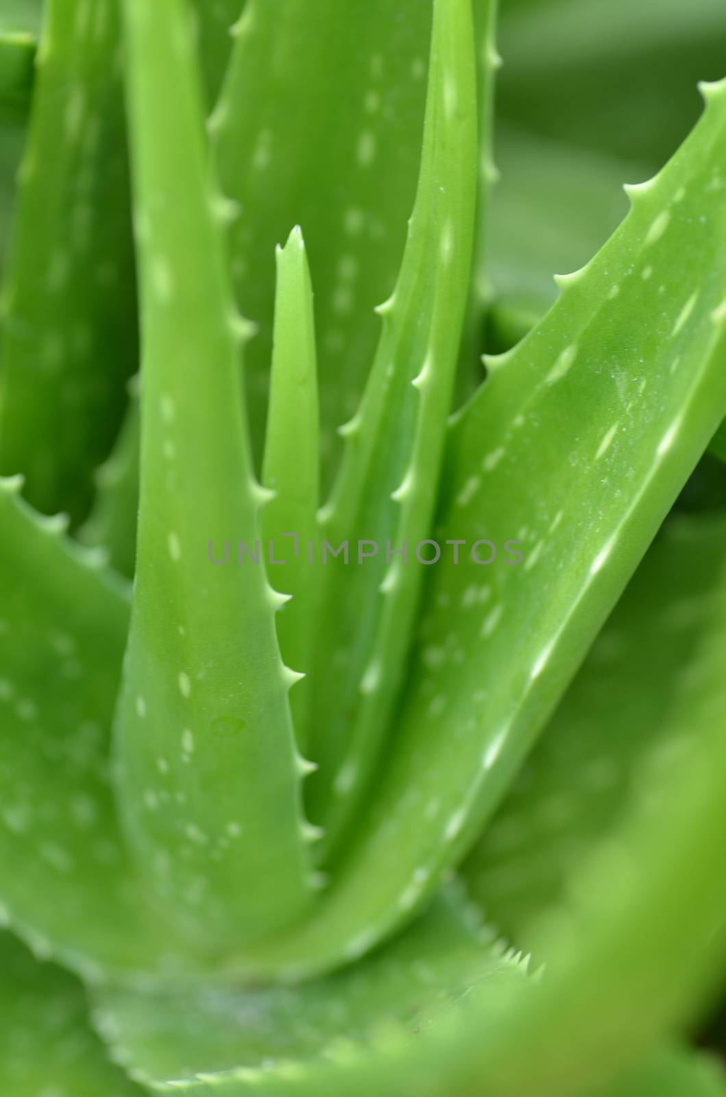 Close up photo of aloe vera plate