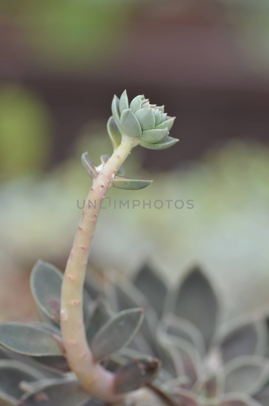 Sedeveria plant in the early days of spring. Selective focus.