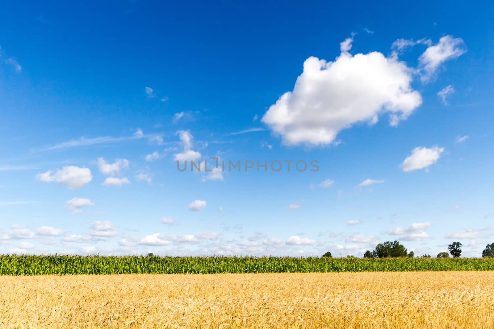 agricultural field, nature and agriculture farming series