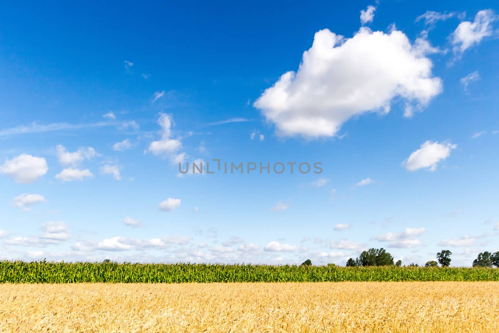 agricultural field, nature and agriculture farming series