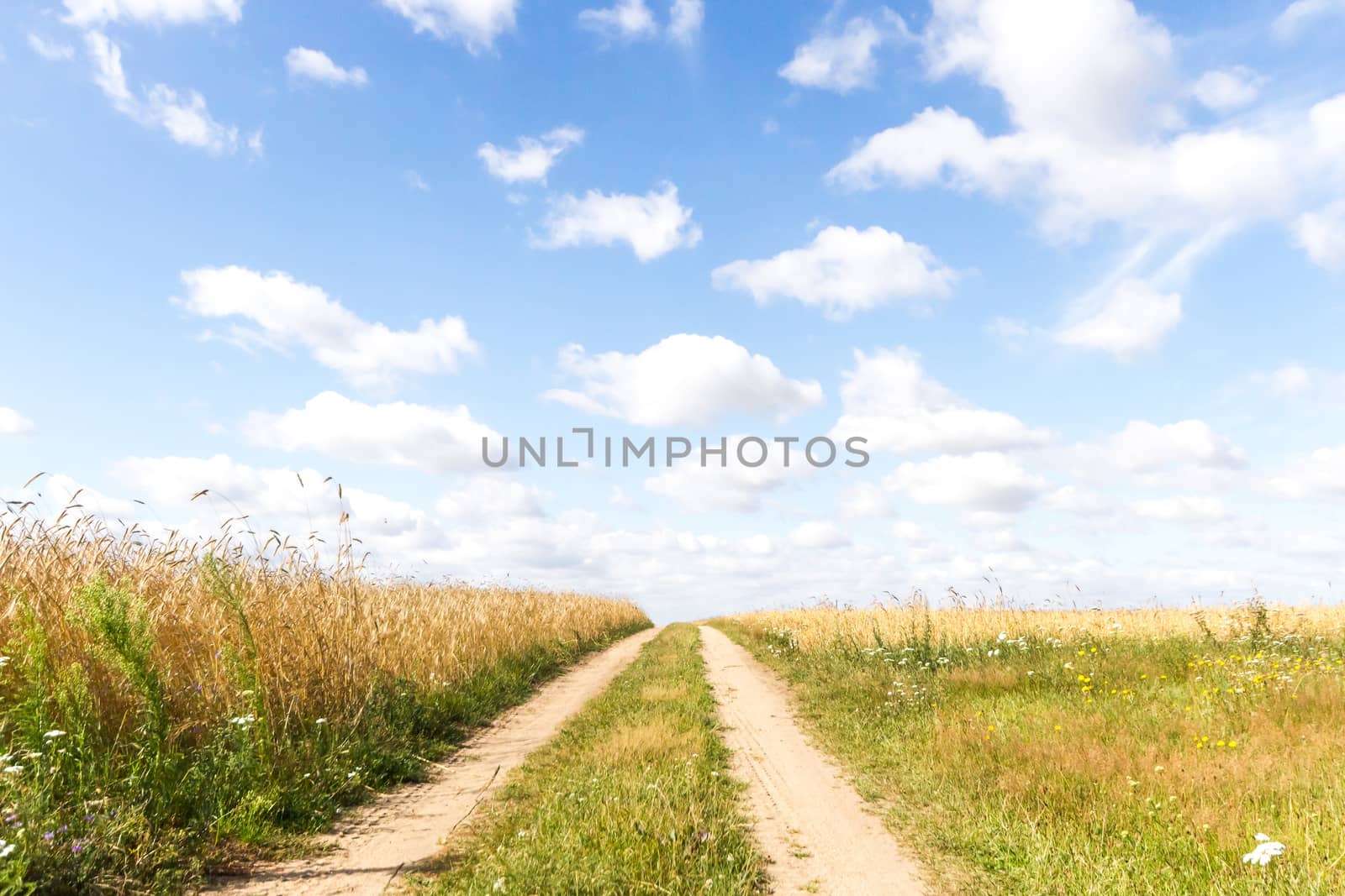 agricultural field, nature and agriculture farming series