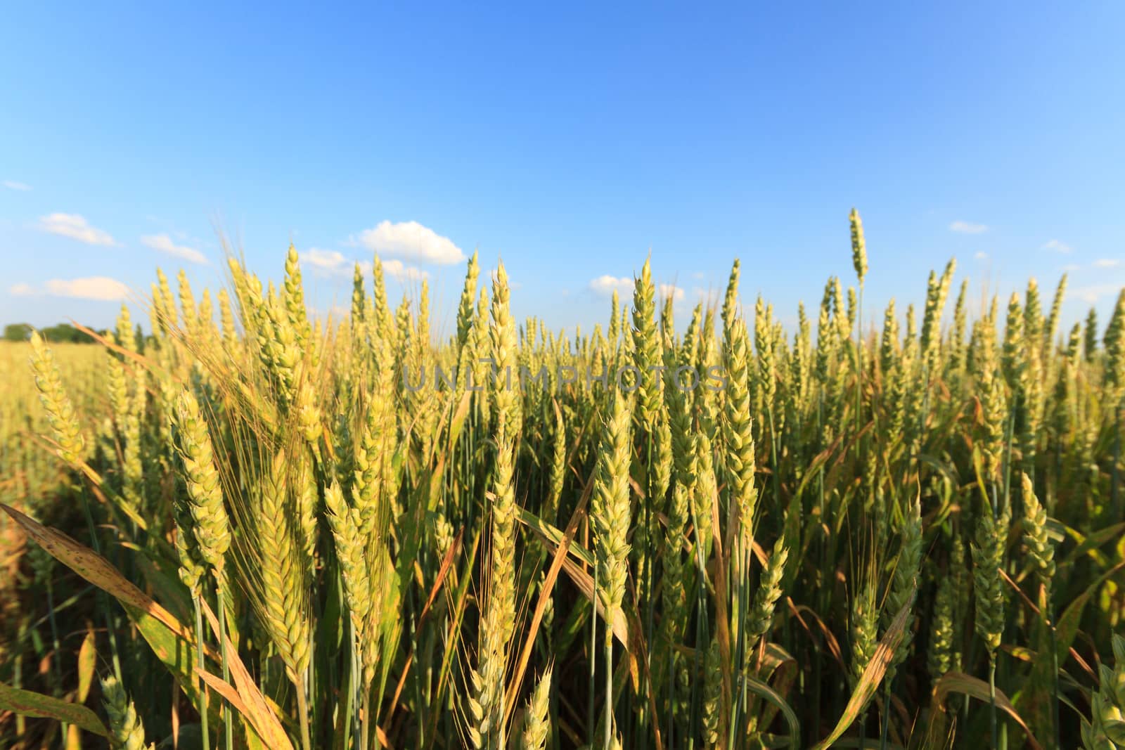 agricultural field, nature and agriculture farming series