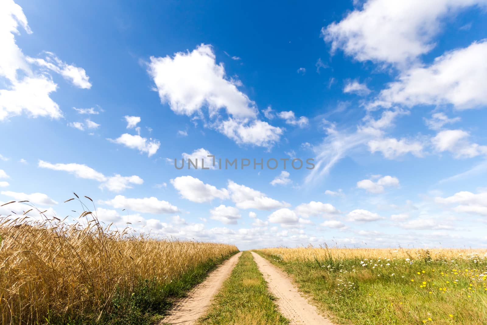 agricultural field, nature and agriculture farming series