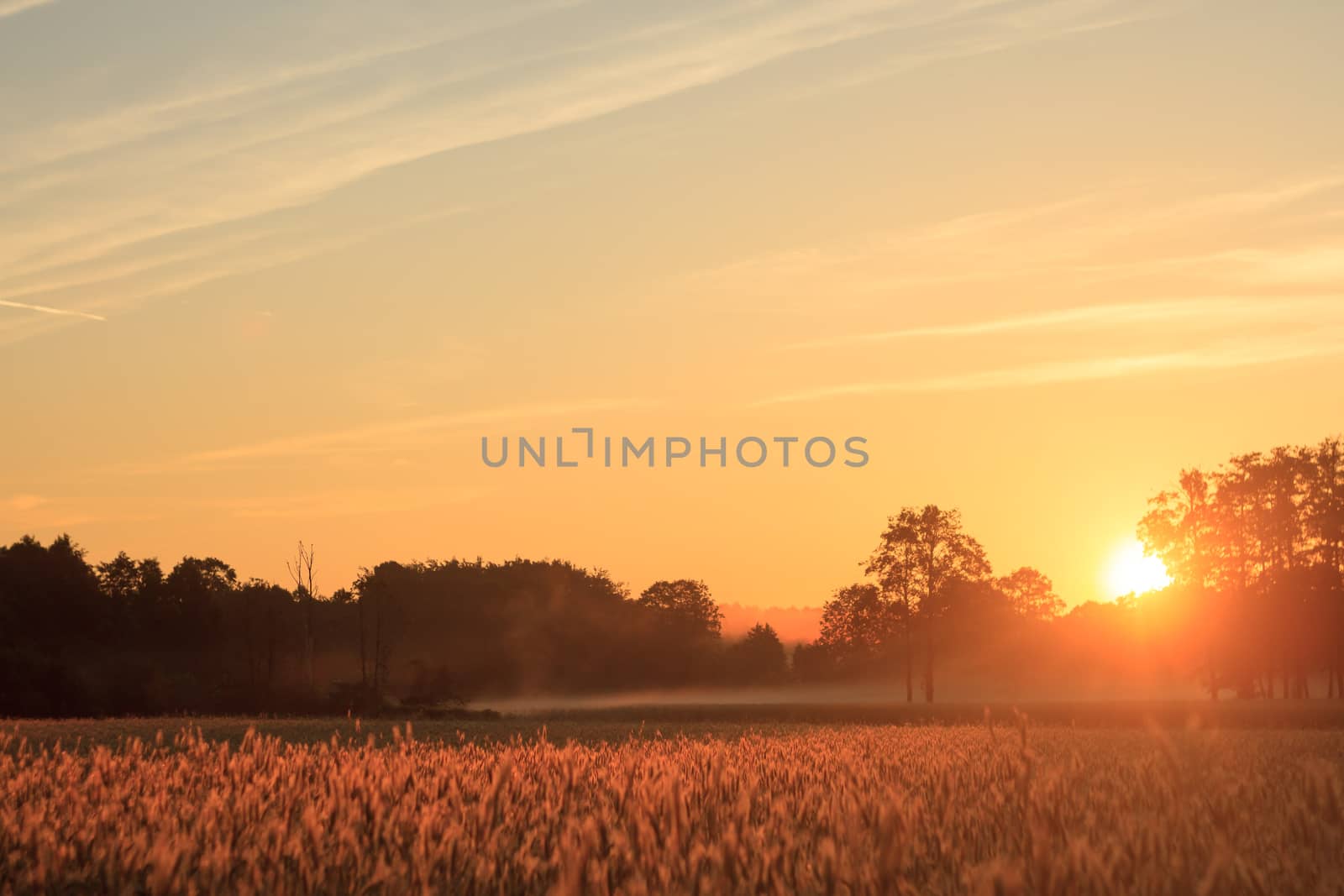 agricultural field, nature and agriculture farming series