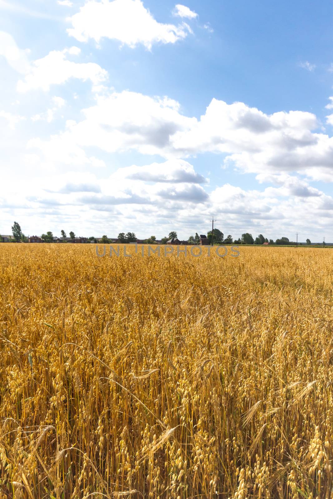 agricultural field, nature and agriculture farming series