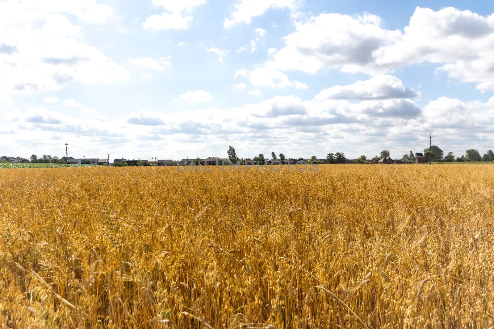 agricultural field, nature and agriculture farming series