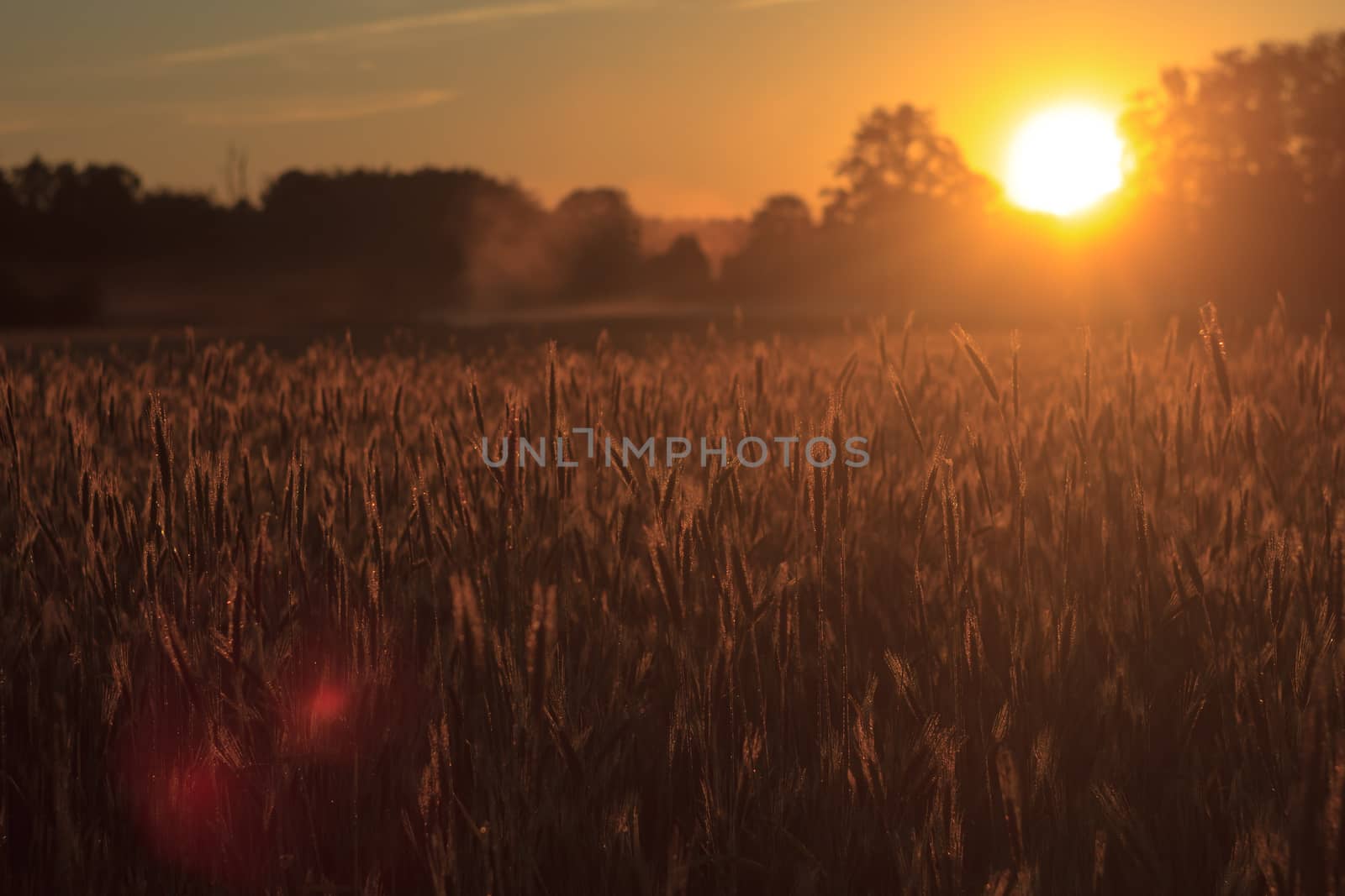 agricultural field, nature and agriculture farming series