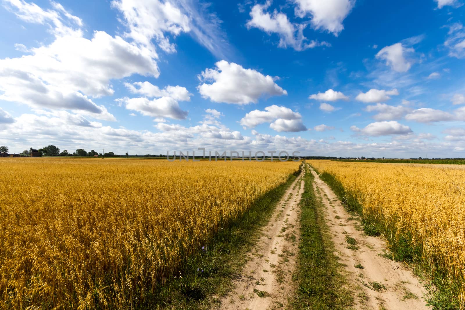 agricultural field, nature and agriculture farming series