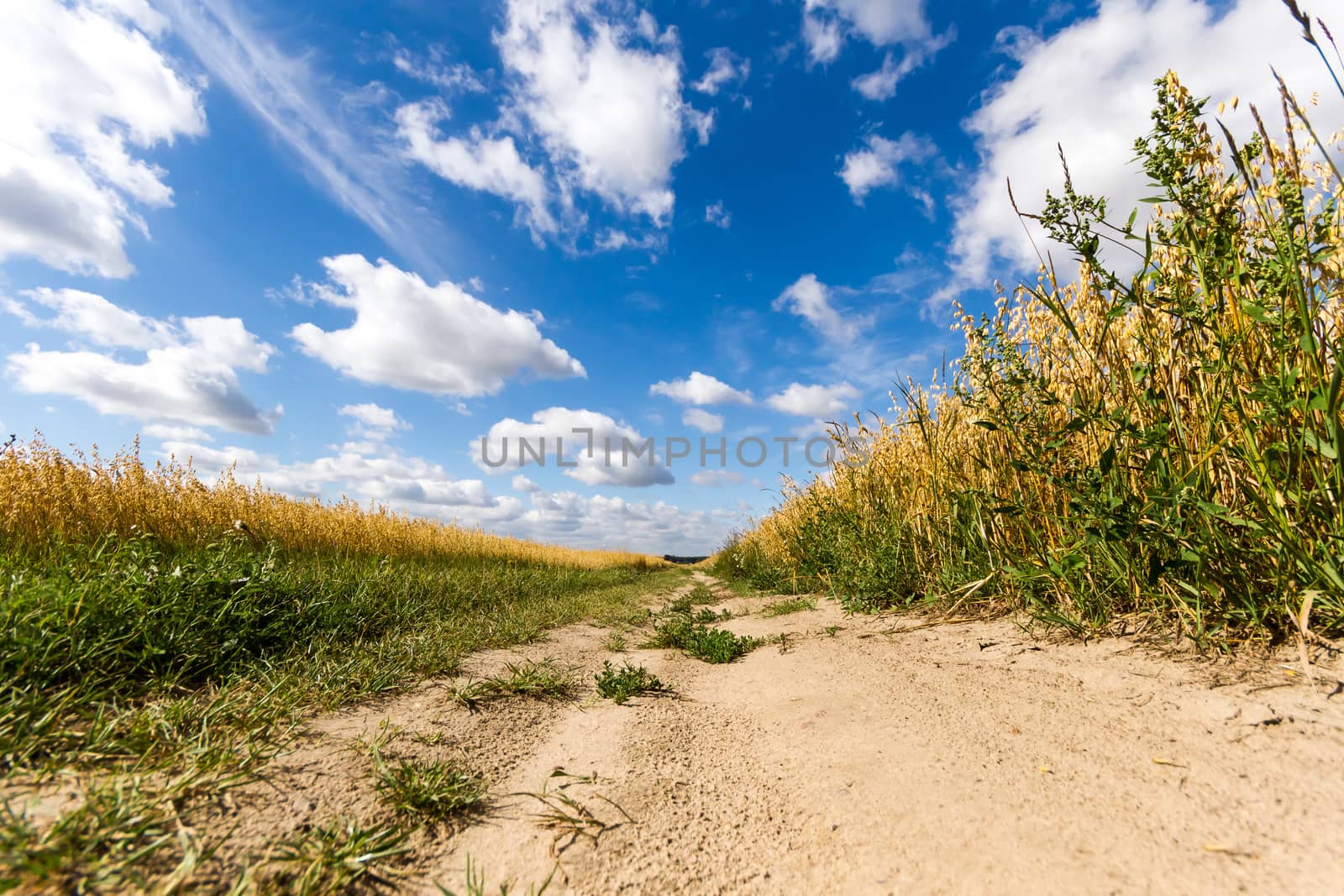 agricultural field, nature and agriculture farming series