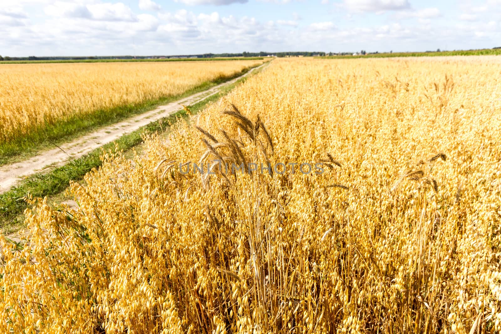 agricultural field, nature and agriculture farming series
