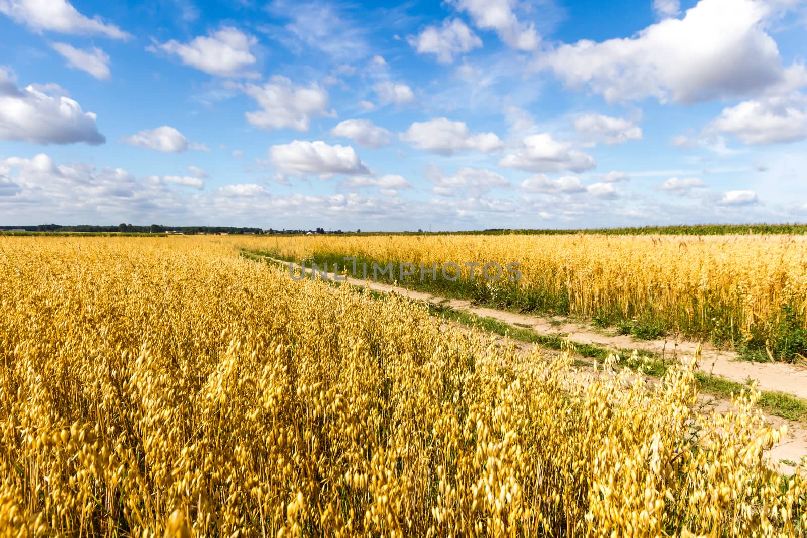 agricultural field, nature and agriculture farming series