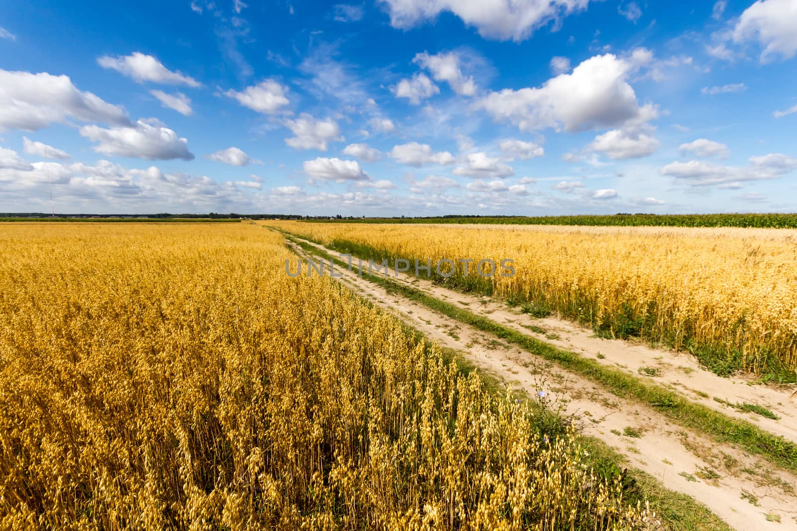 agricultural field, nature and agriculture farming series