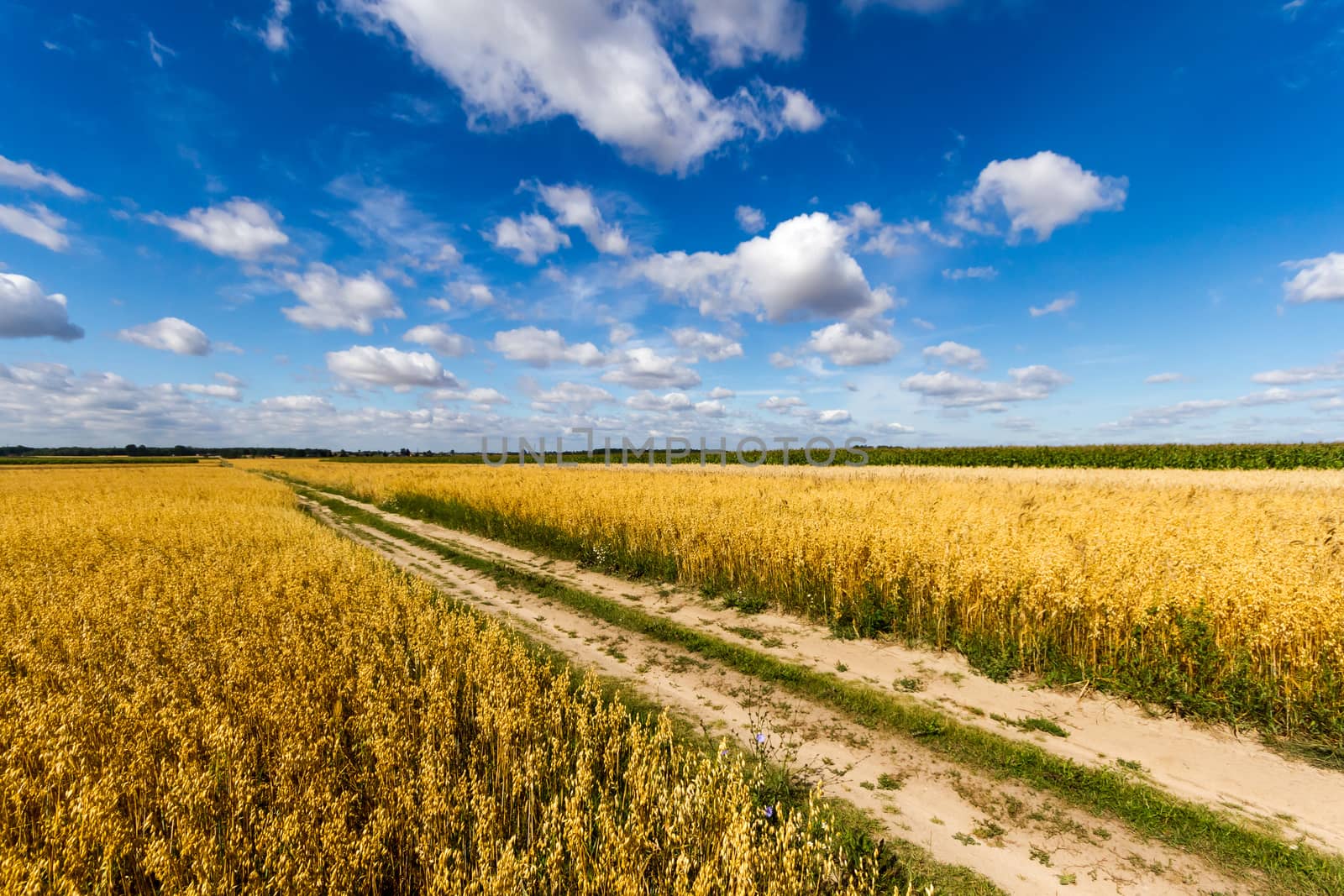agricultural field, nature and agriculture farming series