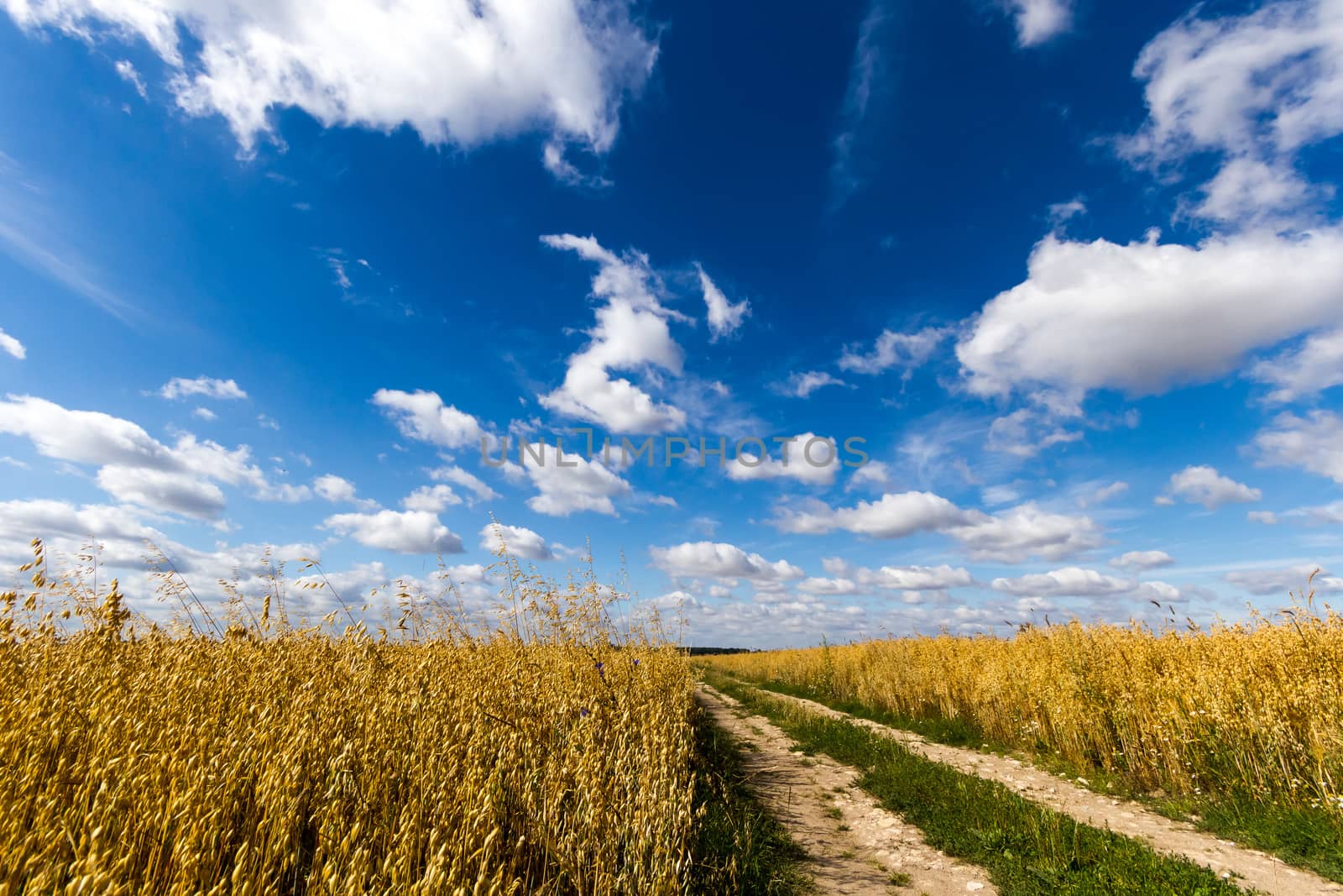 agricultural field, nature and agriculture farming series