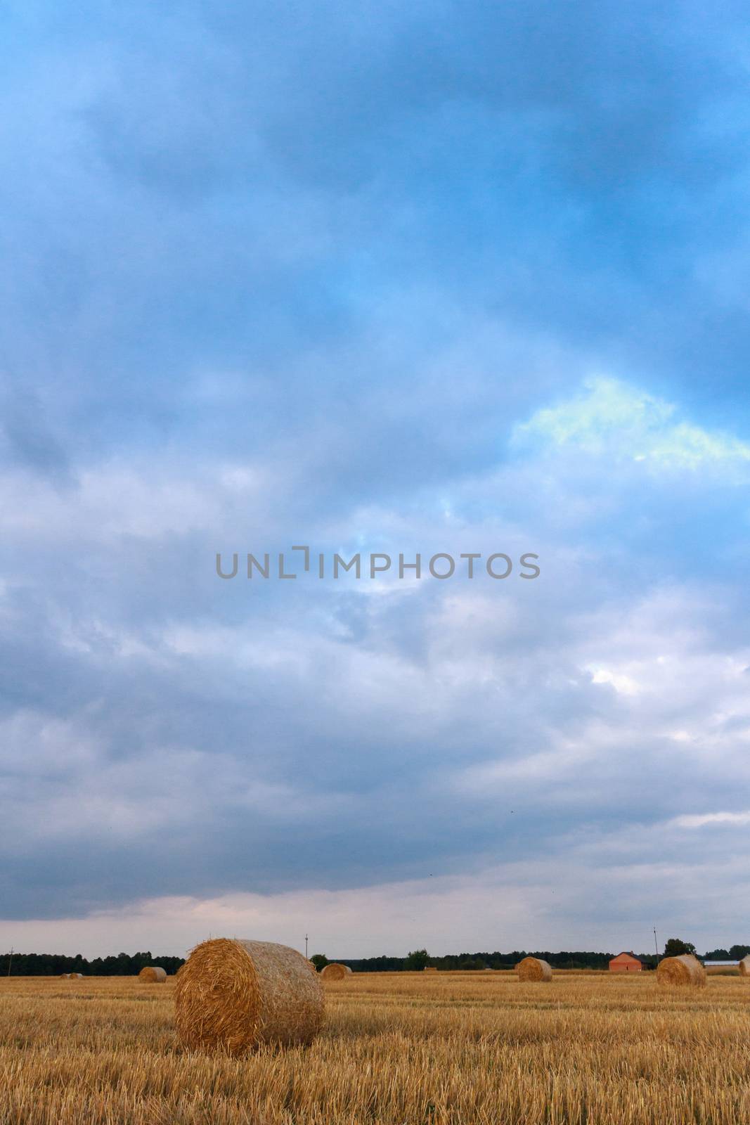 agricultural field, nature and agriculture farming series