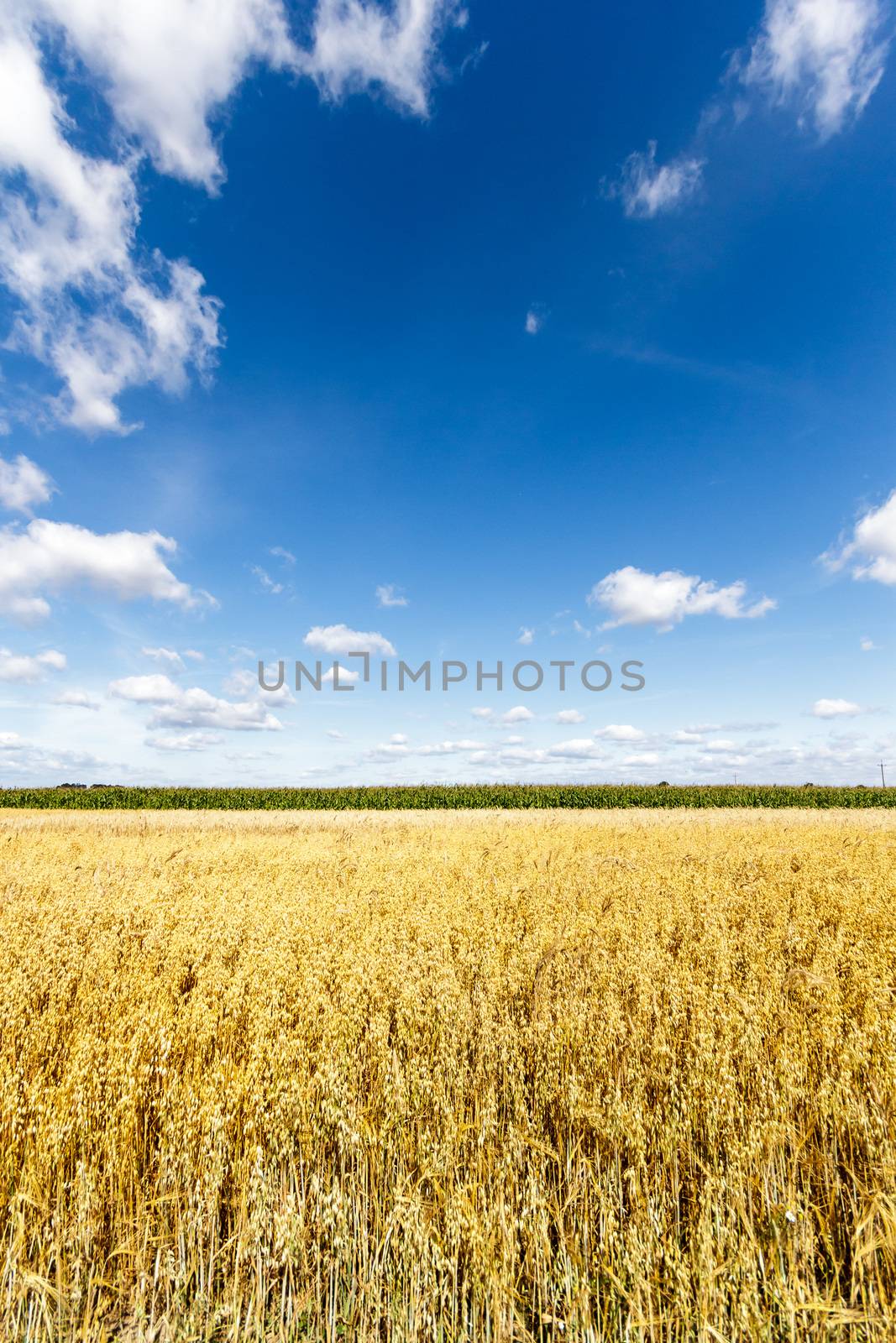 agricultural field, nature and agriculture farming series