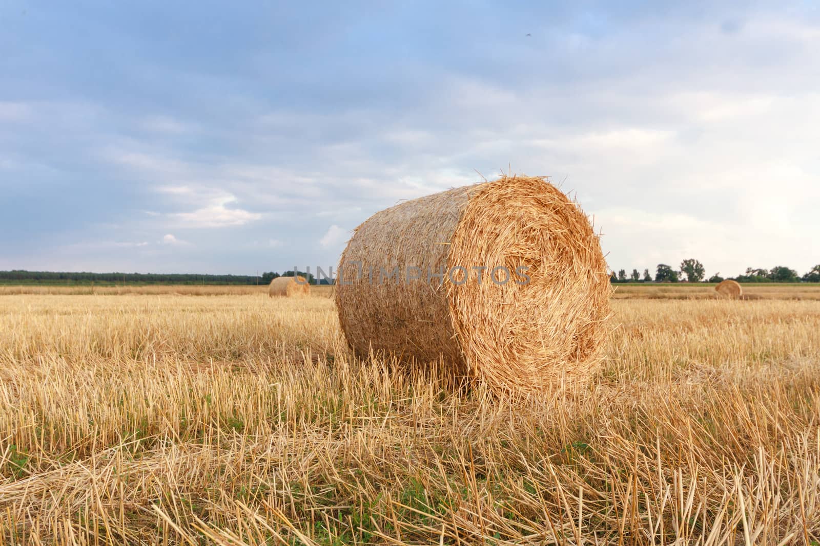 agricultural field, nature and agriculture farming series
