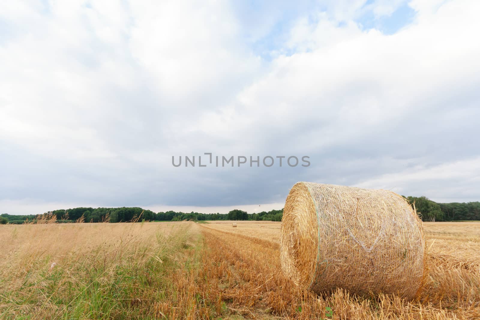 agricultural field, nature and agriculture farming series