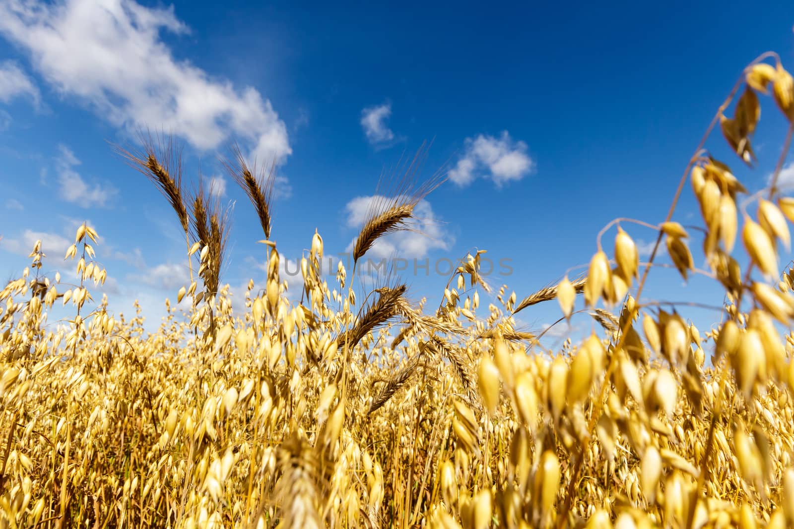 agricultural field, nature and agriculture farming series