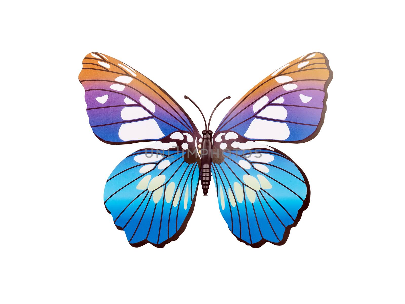 butterfly wall sticker isolated on white background     