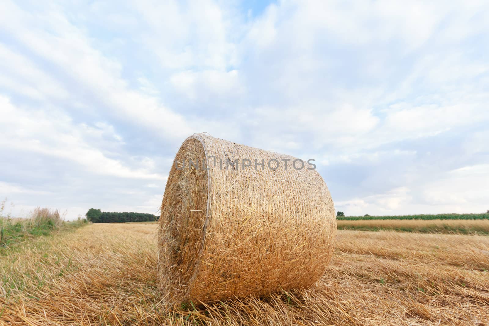 agricultural field, nature and agriculture farming series