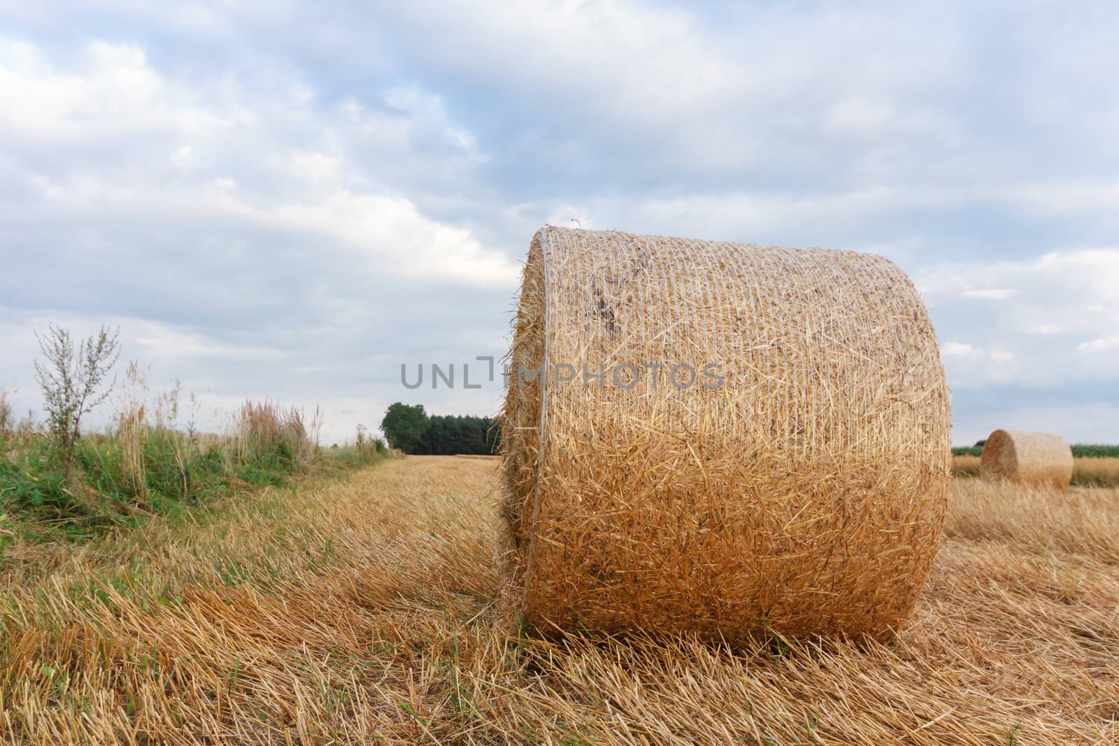 agricultural field, nature and agriculture farming series