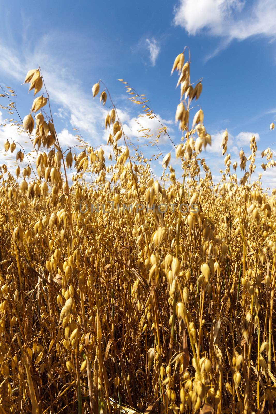 agricultural field, nature and agriculture farming series