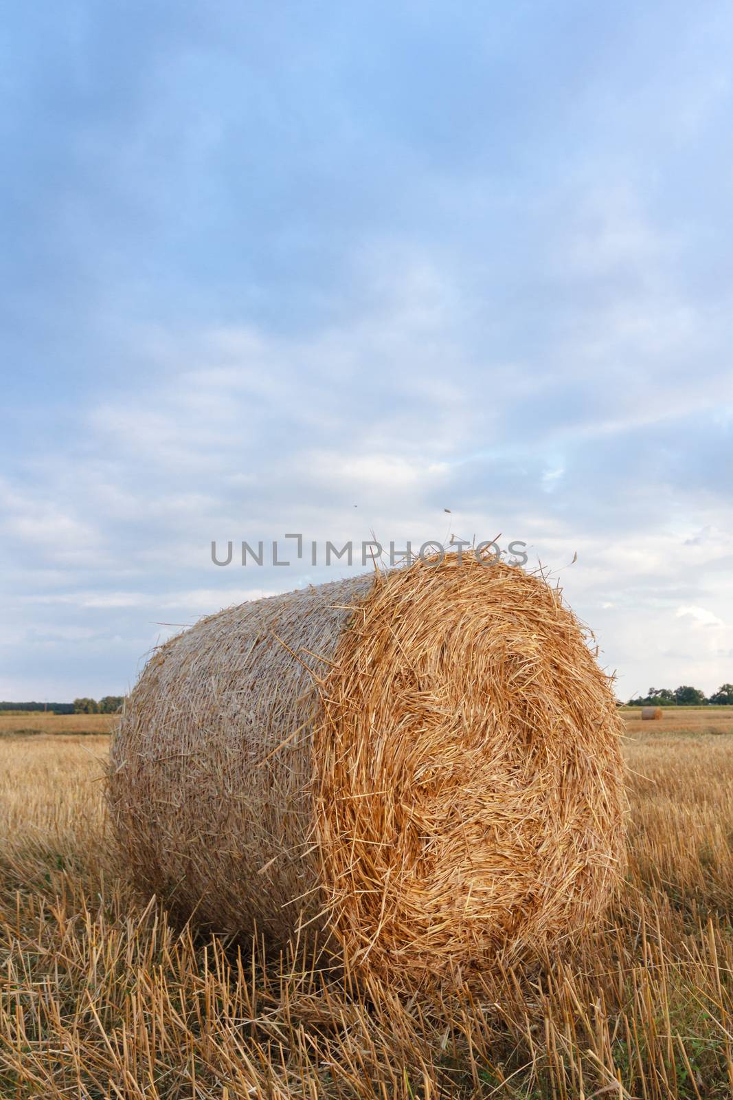 agricultural field, nature and agriculture farming series