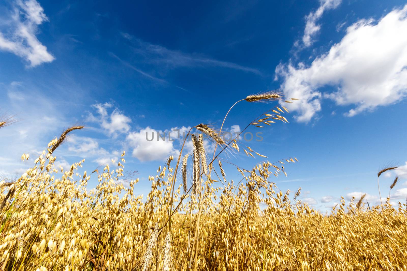 agricultural field, nature and agriculture farming series