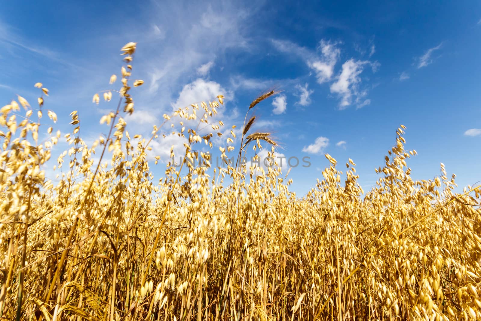 agricultural field, nature and agriculture farming series