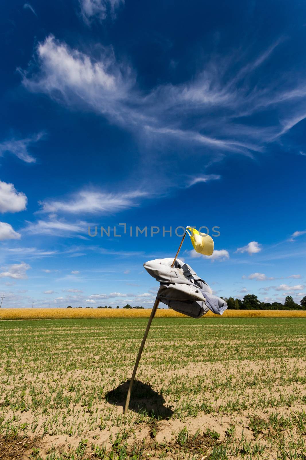 agricultural field, nature and agriculture farming series