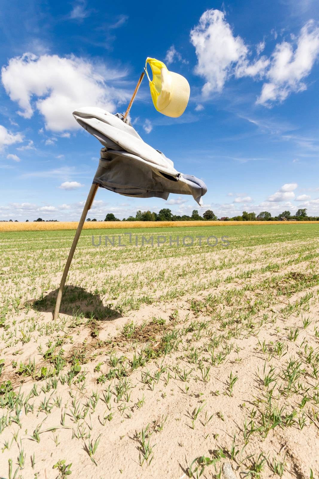 agricultural field, nature and agriculture farming series
