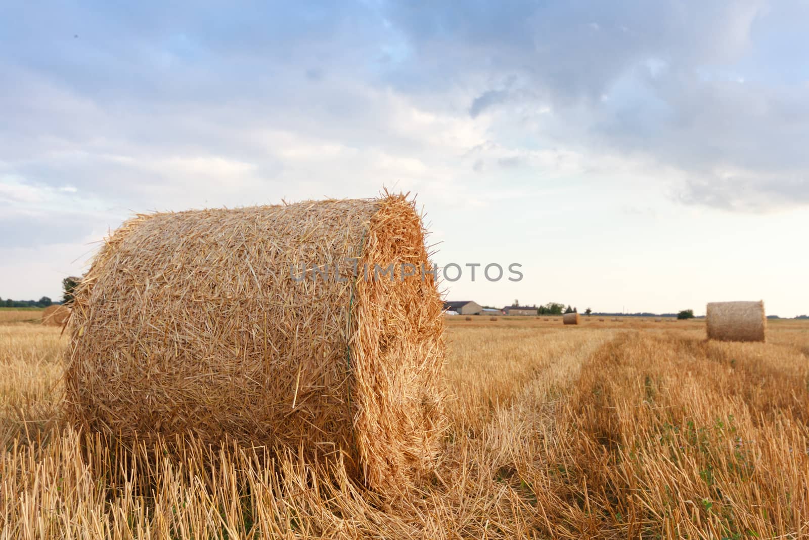 agricultural field, nature and agriculture farming series