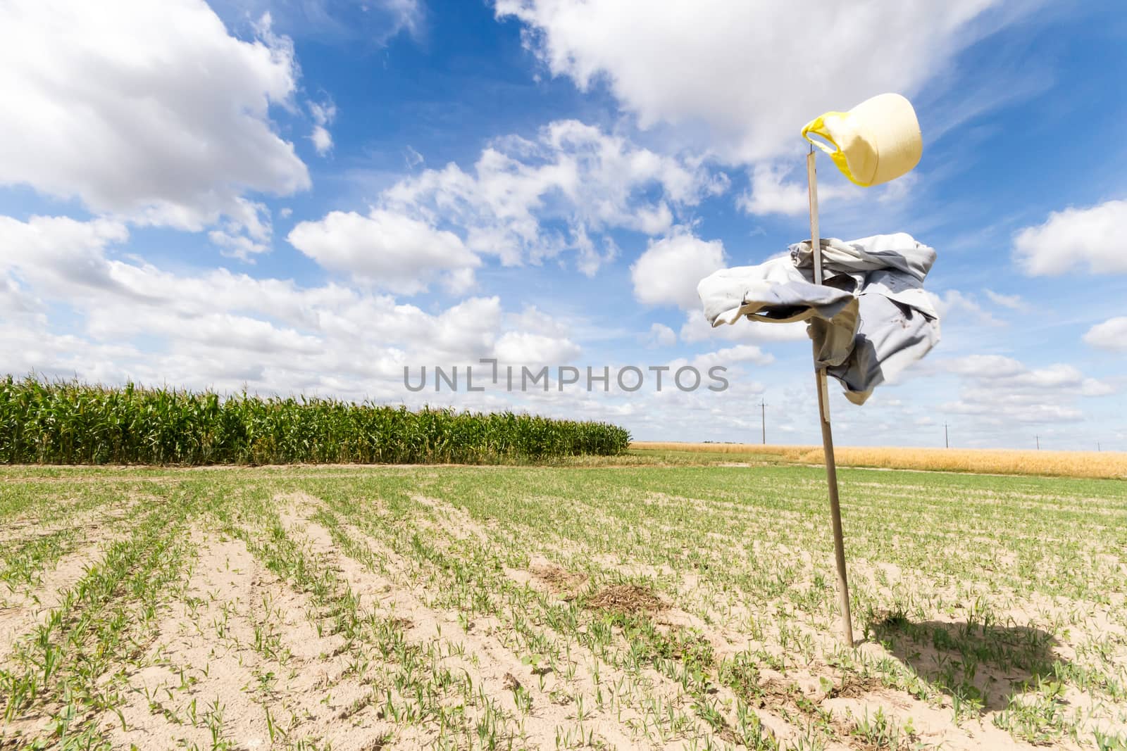 agricultural field, nature and agriculture farming series