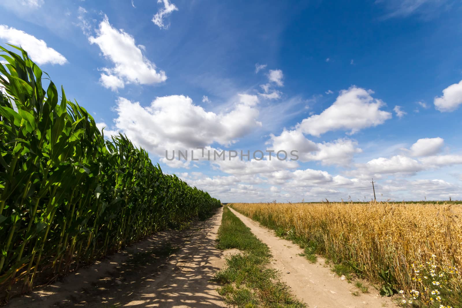 agricultural field, nature and agriculture farming series
