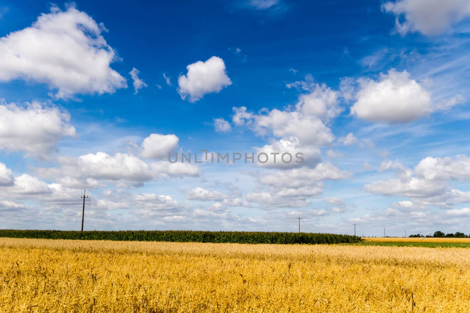agricultural field, nature and agriculture farming series
