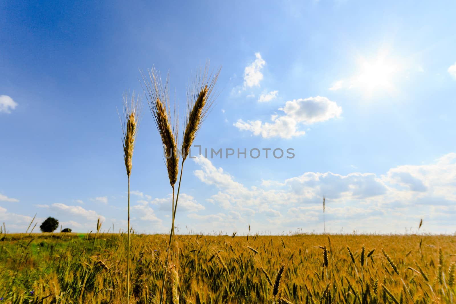 agricultural field, nature and agriculture farming series