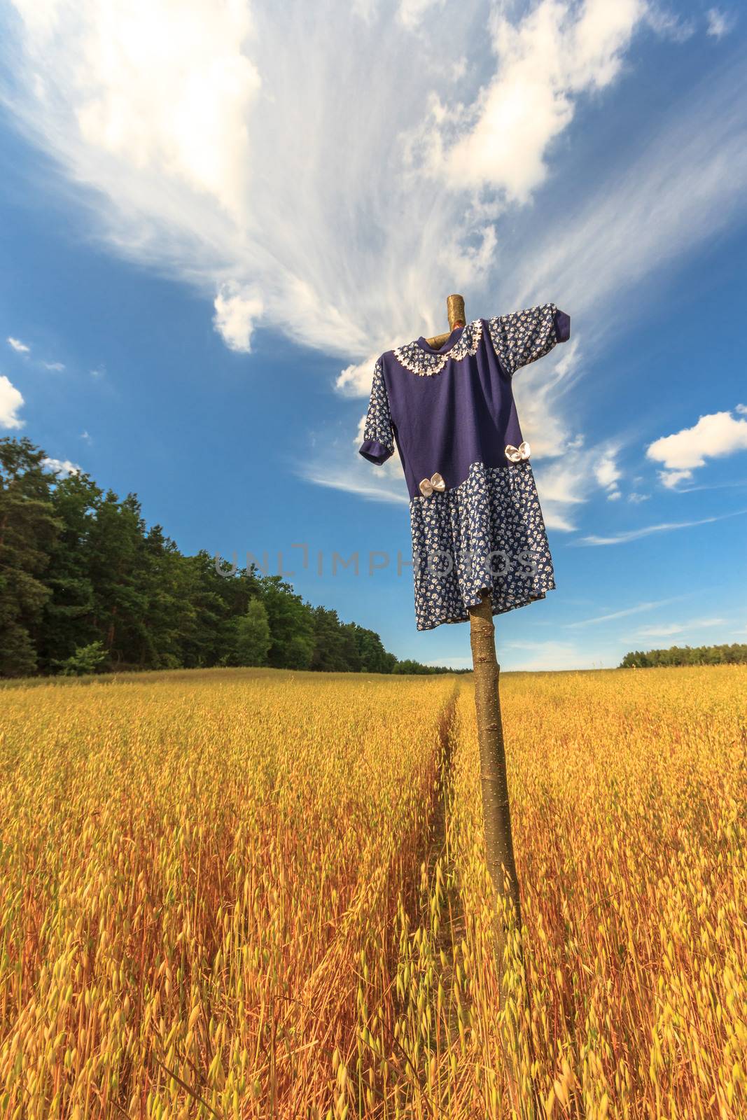 agricultural field, nature and agriculture farming series