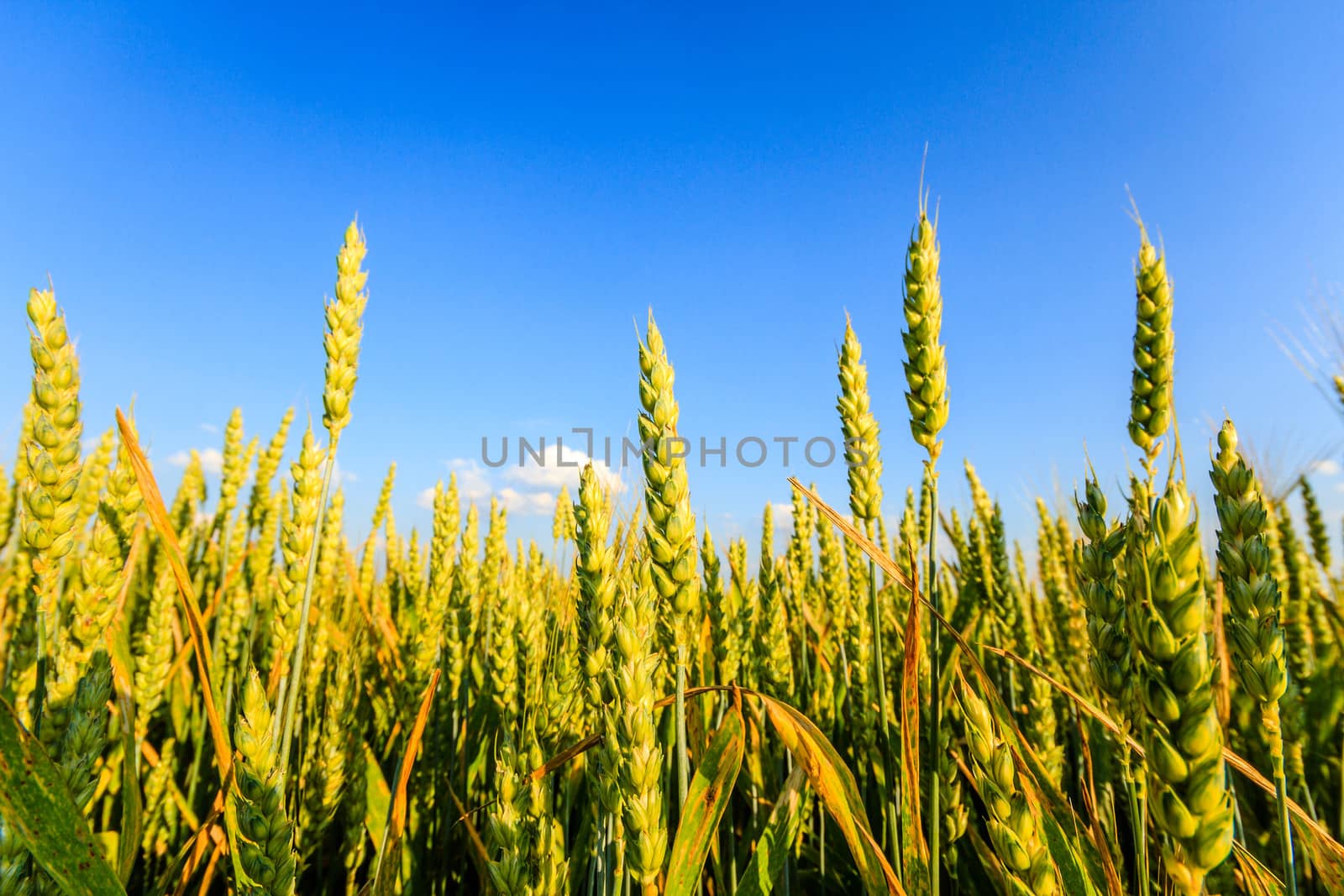 agricultural field, nature and agriculture farming series