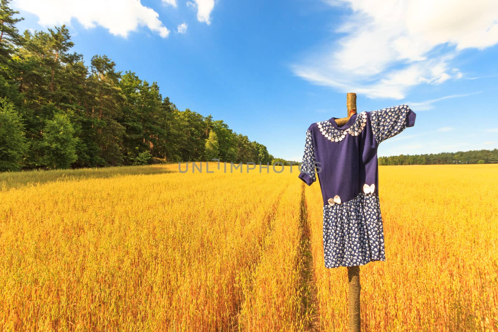 agricultural field, nature and agriculture farming series
