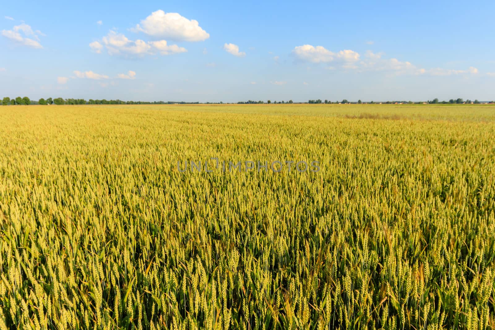 agricultural field, nature and agriculture farming series