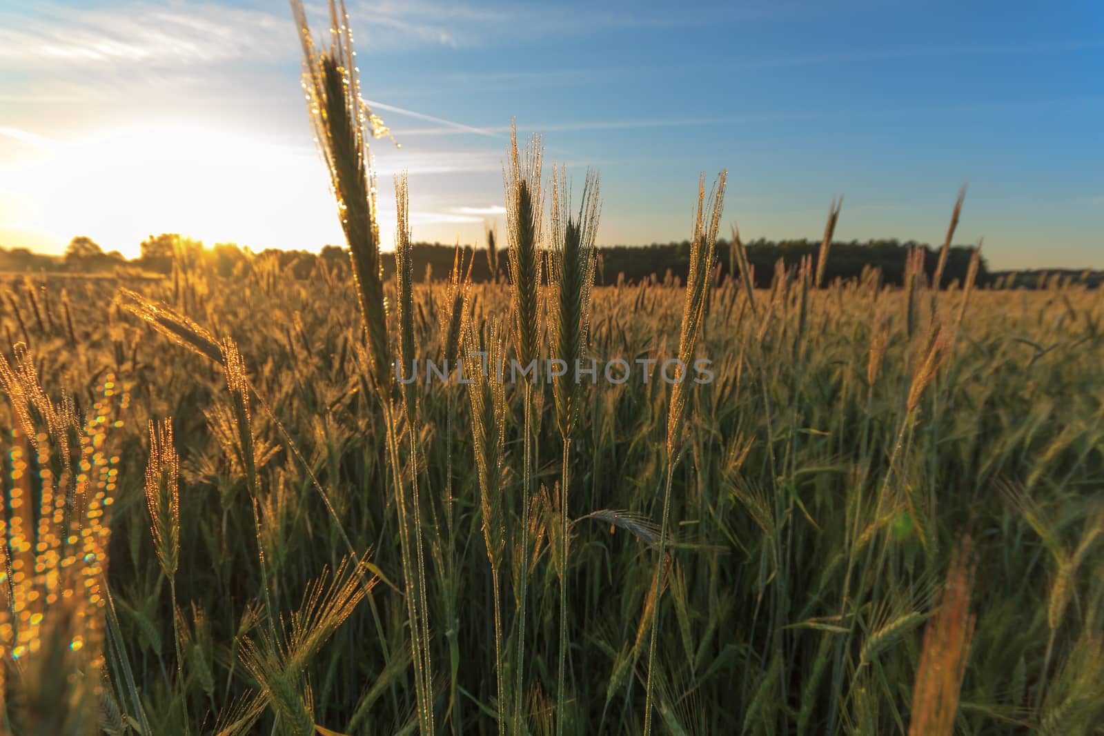 agricultural field, nature and agriculture farming series