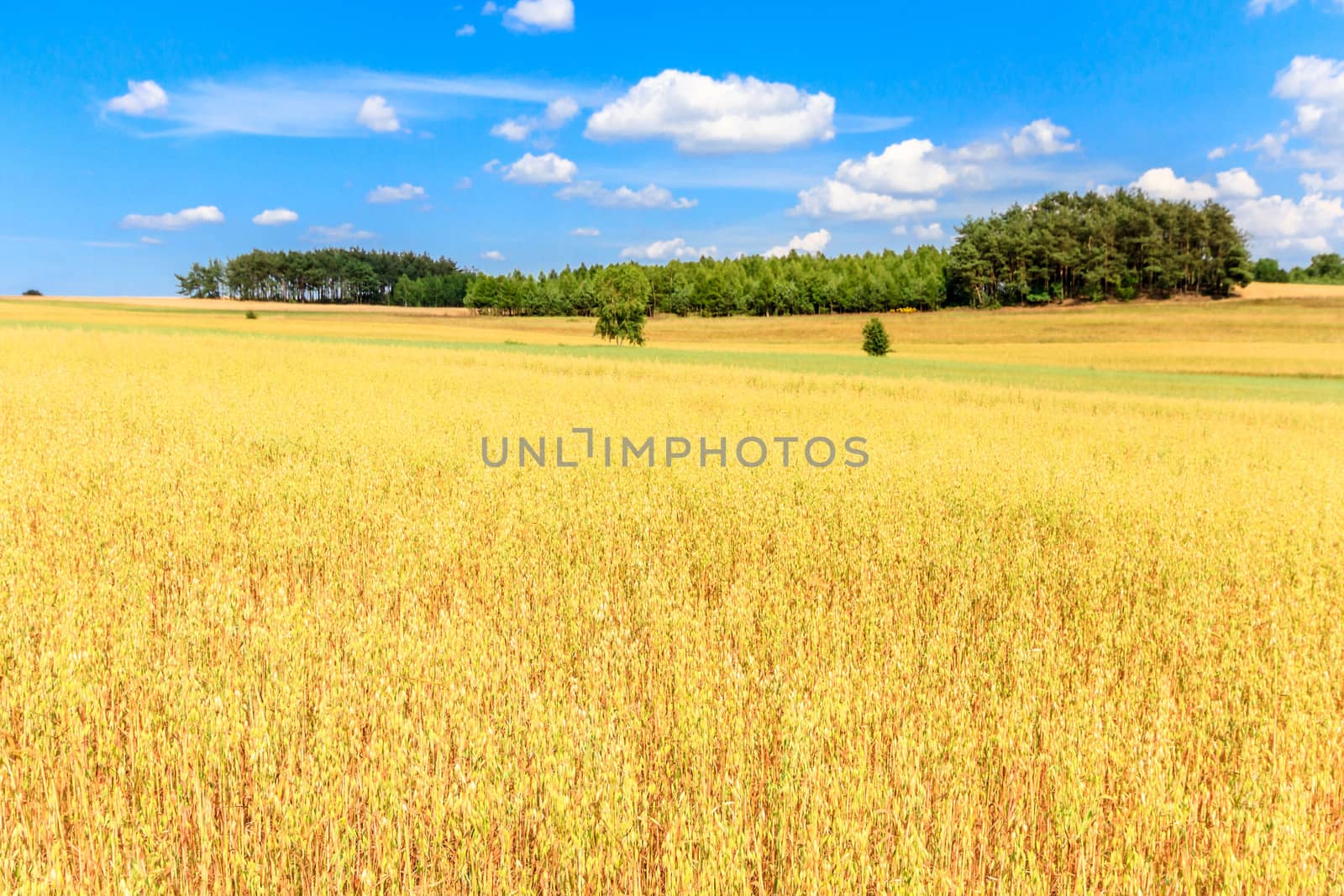 agricultural field, nature and agriculture farming series