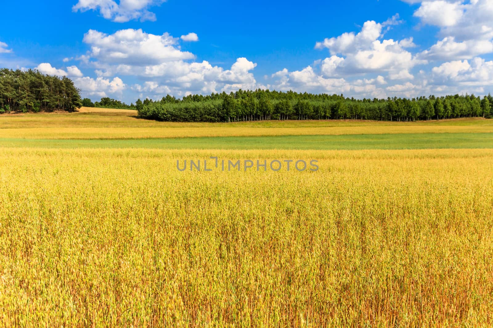 agricultural field, nature and agriculture farming series