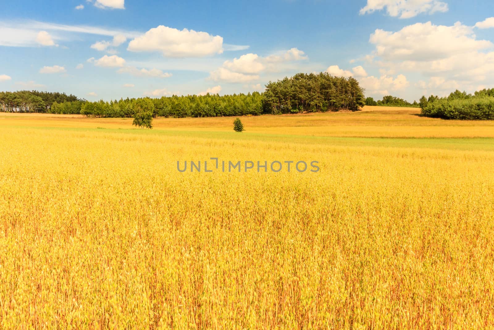 agricultural field, nature and agriculture farming series