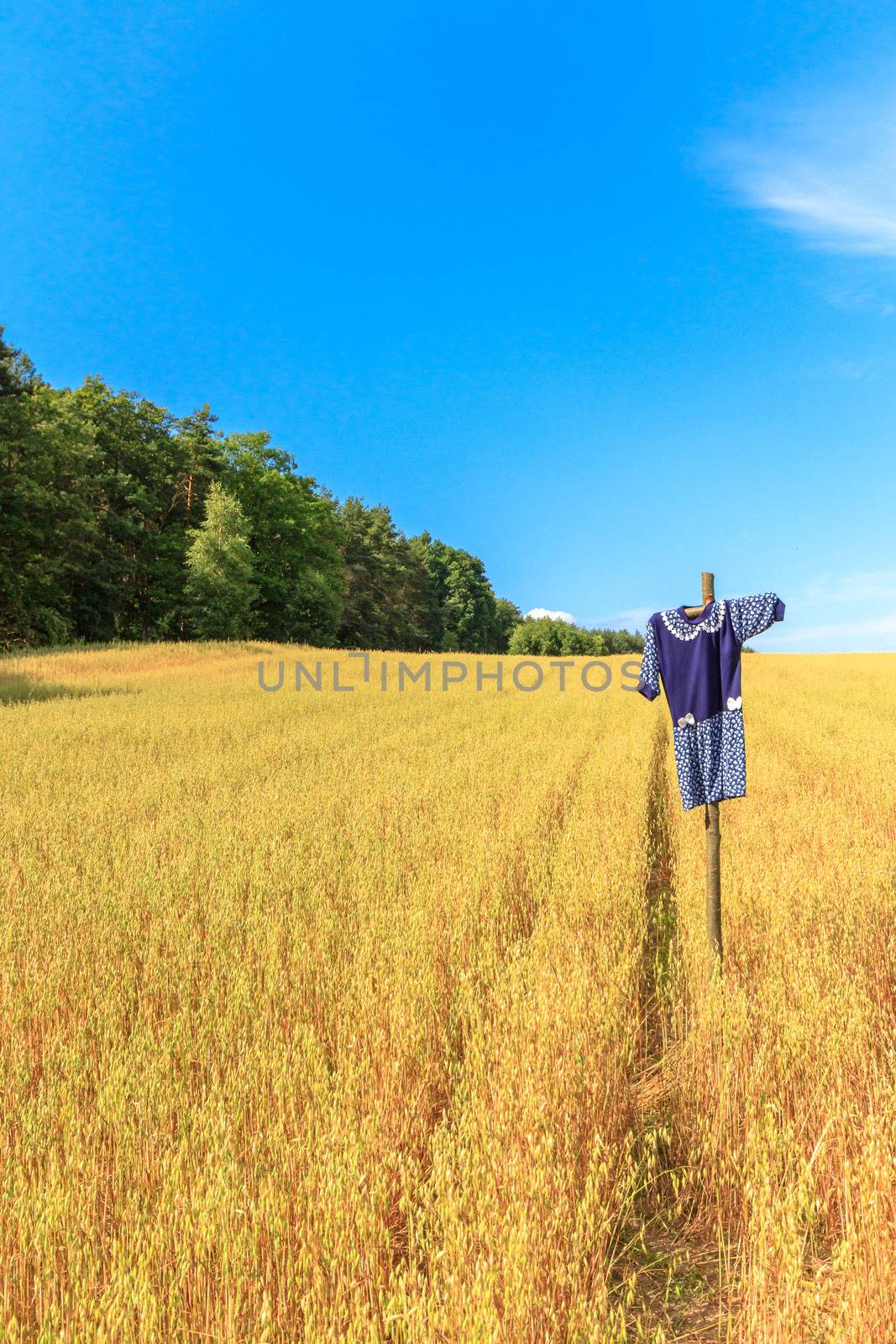 agricultural field, nature and agriculture farming series