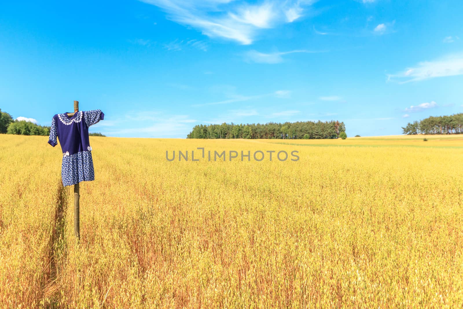 agricultural field, nature and agriculture farming series