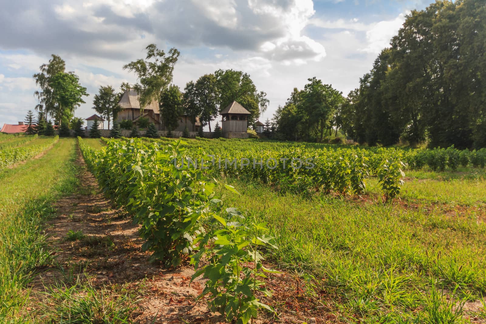 agricultural field, nature and agriculture farming series
